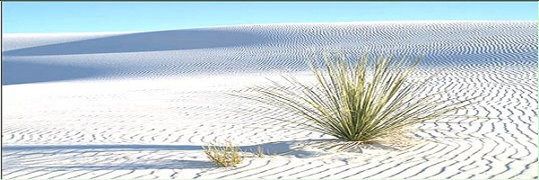 vida na areia